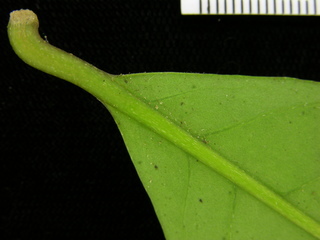 Neea amplifolia, leaf bottom stem