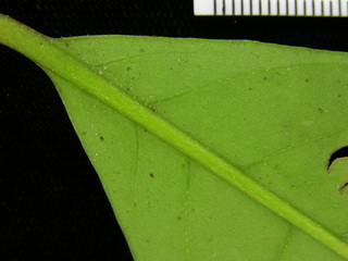 Neea amplifolia, leaf bottom stem