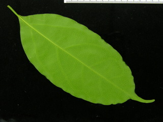 Ocotea puberula, leaf bottom