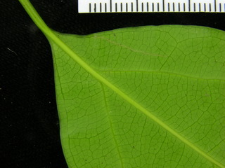 Ocotea puberula, leaf bottom stem