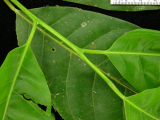 Ocotea puberula, leaves