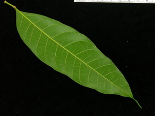 Protium confusum, leaf bottom