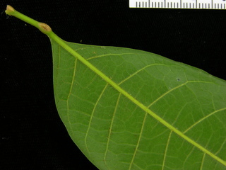 Protium confusum, leaf bottom stem