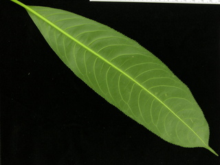 Sapium glandulosum, leaf bottom