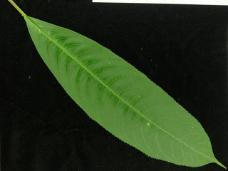 Sapium glandulosum, leaf top