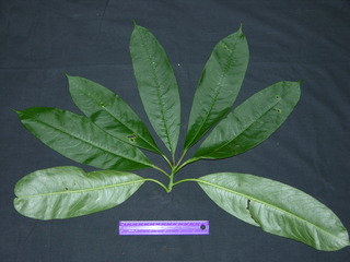 Sapium glandulosum, leaves