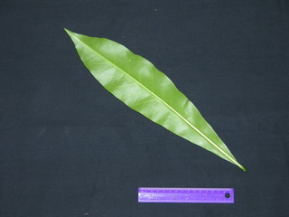 Thevetia ahouai, leaf bottom