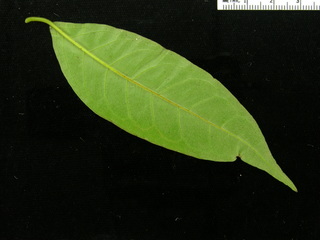 Vismia billbergiana, leaf bottom