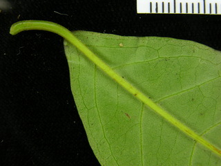 Vismia billbergiana, leaf bottom stem