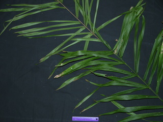 Attalea butyracea, leaf