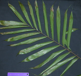 Bactris coloniata, leaf bottom
