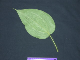 Clidemia octona, leaf bottom