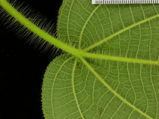 Clidemia octona, leaf bottom stem