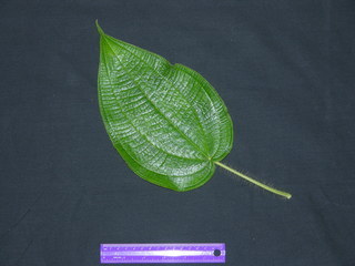 Clidemia octona, leaf top