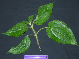 Clidemia octona, leaves