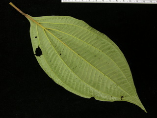 Clidemia septuplinervia, leaf bottom