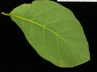 Ficus popenoei, leaf bottom