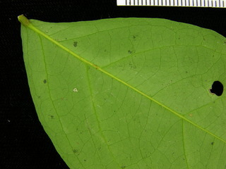 Inga laurina, leaf bottom stem