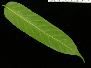 Laetia procera, leaf bottom