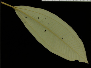 Miconia elata, leaf bottom