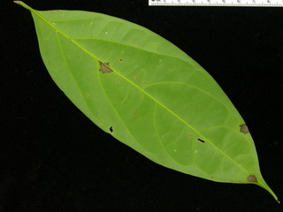 Nectandra purpurea, leaf bottom