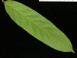 Ormosia coccinea, leaf bottom