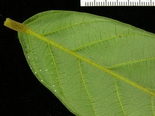 Ormosia coccinea, leaf bottom stem
