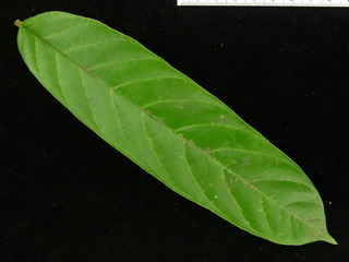 Ormosia coccinea, leaf top