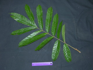 Ormosia coccinea, leaves