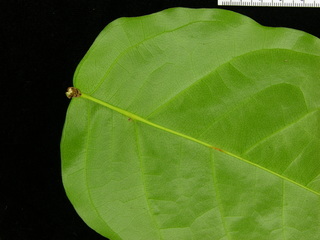 Ormosia macrocalyx, leaf bottom stem
