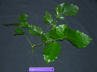 Ormosia macrocalyx, leaves