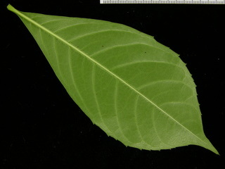 Pachira quinata, leaf bottom