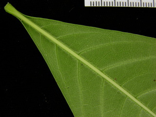 Pachira quinata, leaf bottom stem