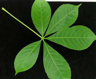 Pachira quinata, leaf top