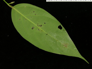 Piper aequale, leaf bottom