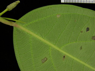 Piper aequale, leaf bottom stem