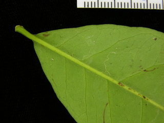 Psidium friedrichsthalianum, leaf bottom stem
