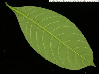 Psychotria racemosa, leaf bottom