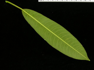Sapium glandulosum, leaf bottom