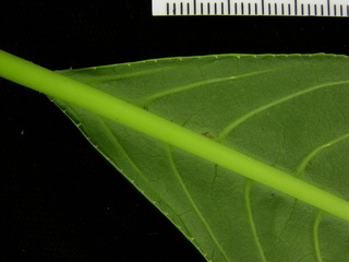 Sapium glandulosum, leaf bottom stem