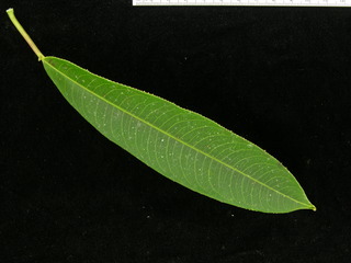 Sapium glandulosum, leaf top