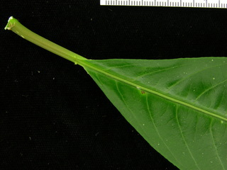Sapium glandulosum, leaf top stem