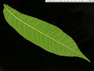 Zanthoxylum ekmanii, leaf bottom