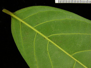 Annona hayesii, leaf bottom stem