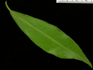Ardisia bartlettii, leaf bottom