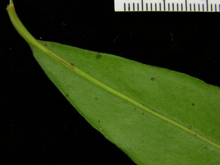 Ardisia bartlettii, leaf bottom stem