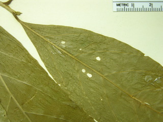 Casearia guianensis, leaf bottom