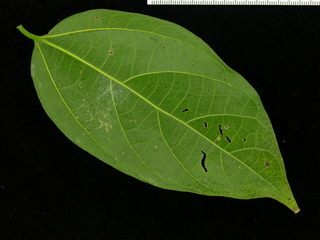 Celtis schippii, leaf bottom