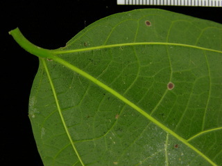 Celtis schippii, leaf bottom stem