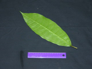Ficus maxima, leaf bottom